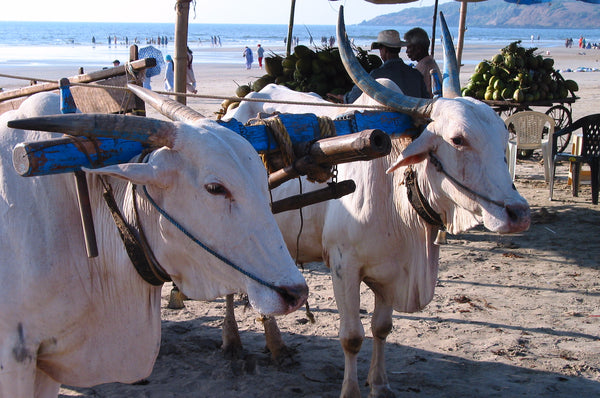 Beach cows India Pallu Design