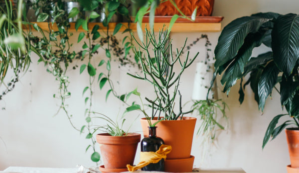 Plantsand Terracotta for Boho Decor - Pallu Design