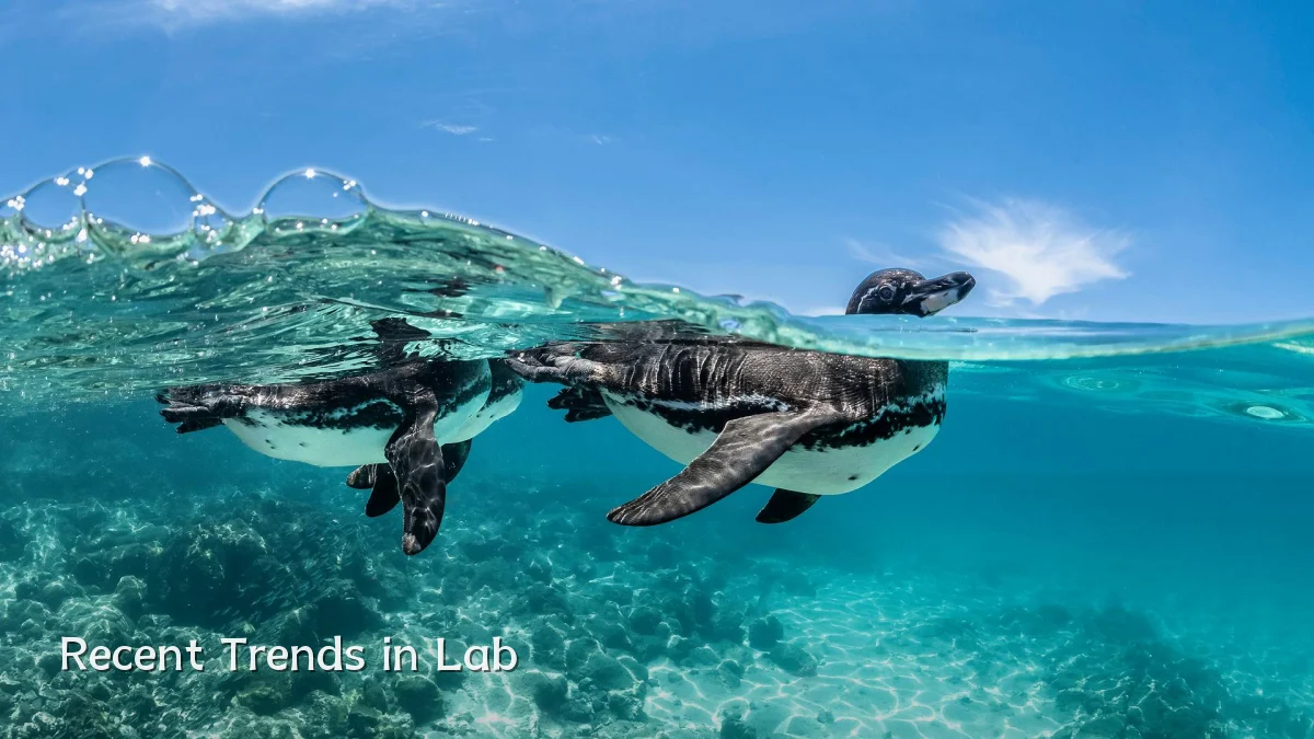 Recent Trends in Lab