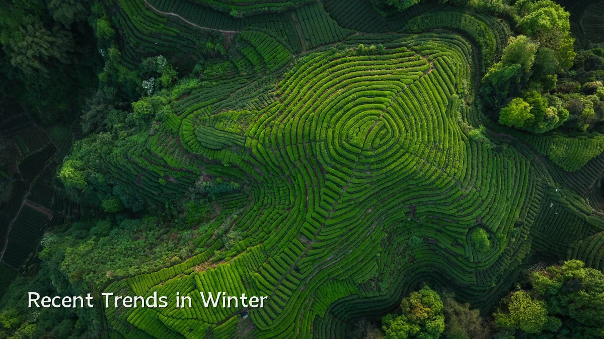 Recent Trends in Winter