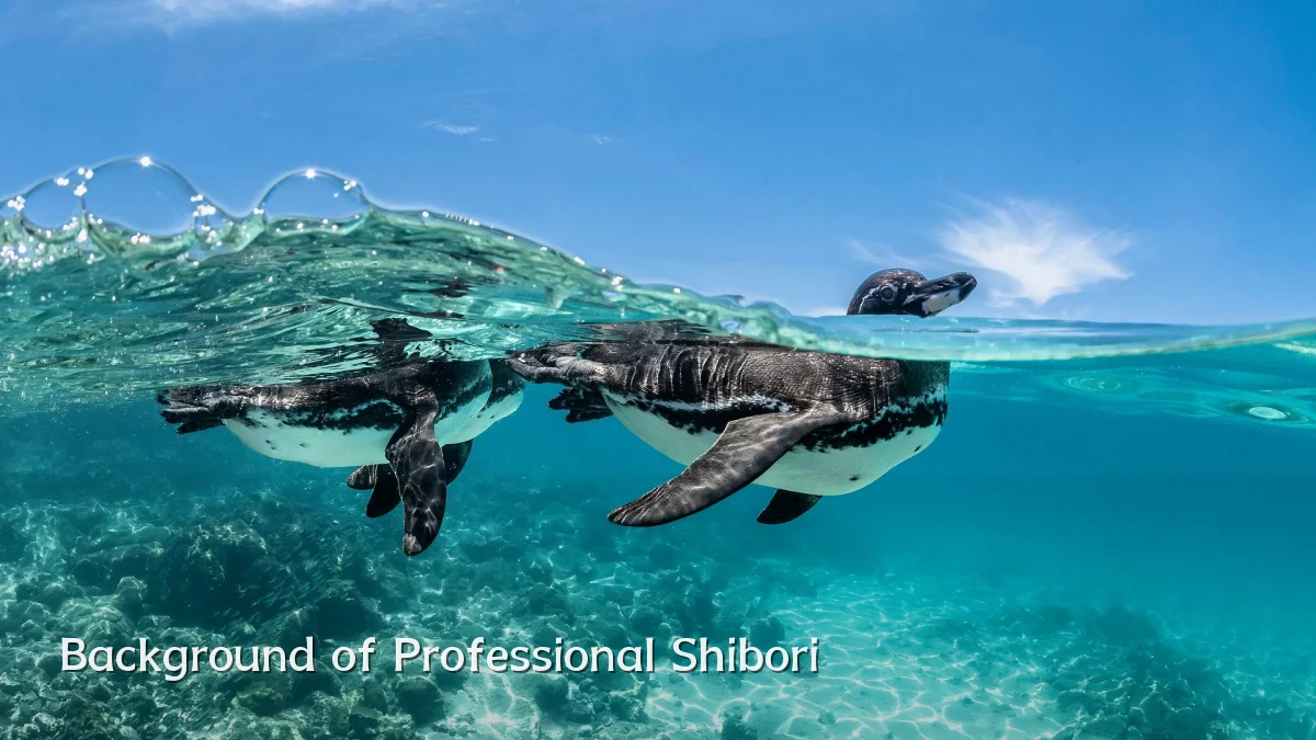 Background of Professional Shibori